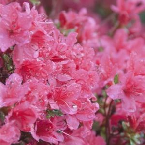 Meet your Posher, Veronica